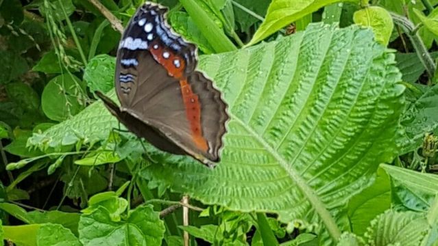 Butterfly Valley butterfly farm