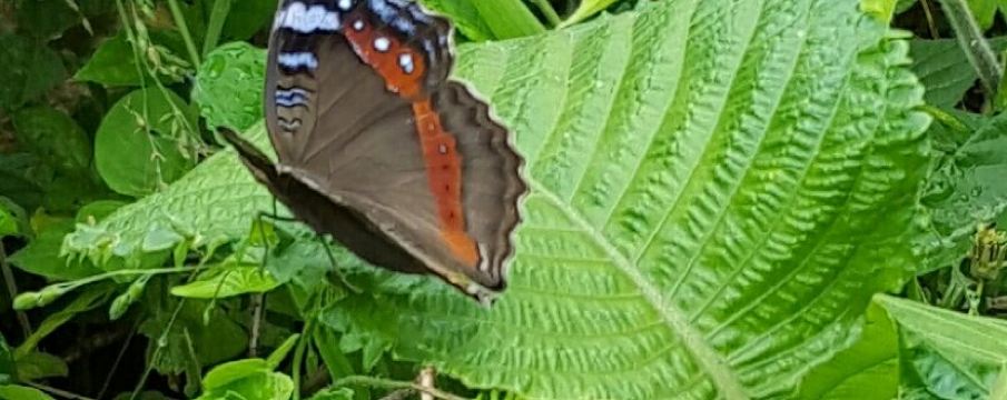 มาร์เกต