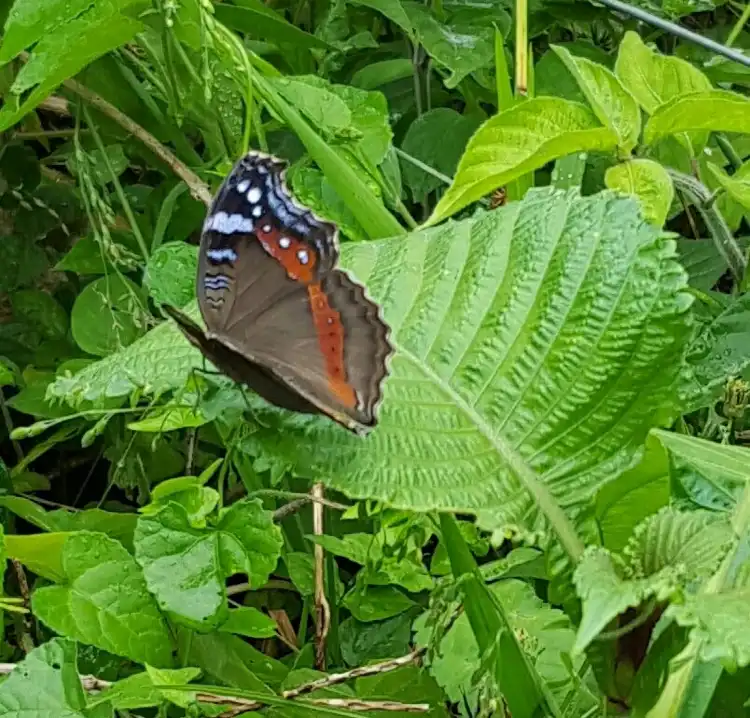 Hôtels à proximité de : Butterfly Farm