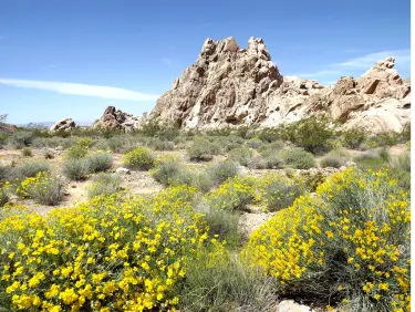 Mesquite
