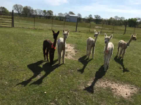 Zena Suri Alpacas