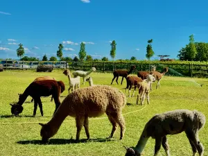 Bella Zoo Park, Siófok