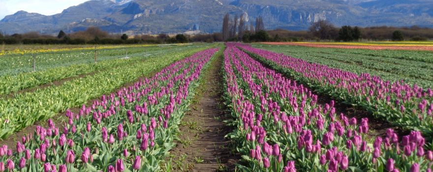 Campo de Los Tulipanes