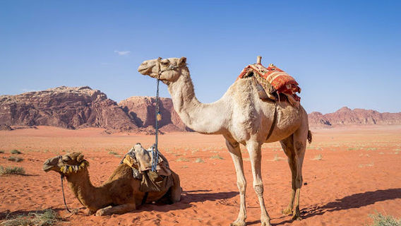 Wadi Rum Village