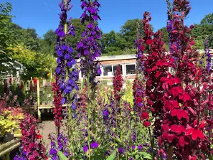 Brackenwood Plant & Garden Centre