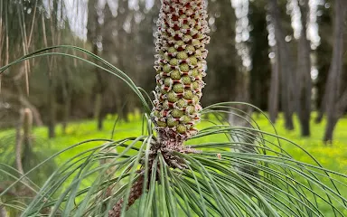 Vivaio Produttivo di Bagantinus