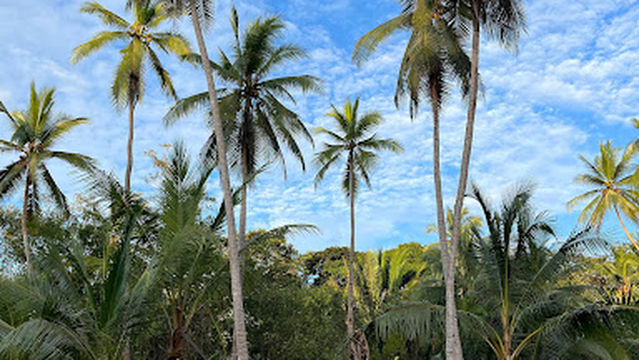 Bahia Ballena Kayaks