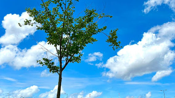 Parque Urbano Belém Porto Futuro