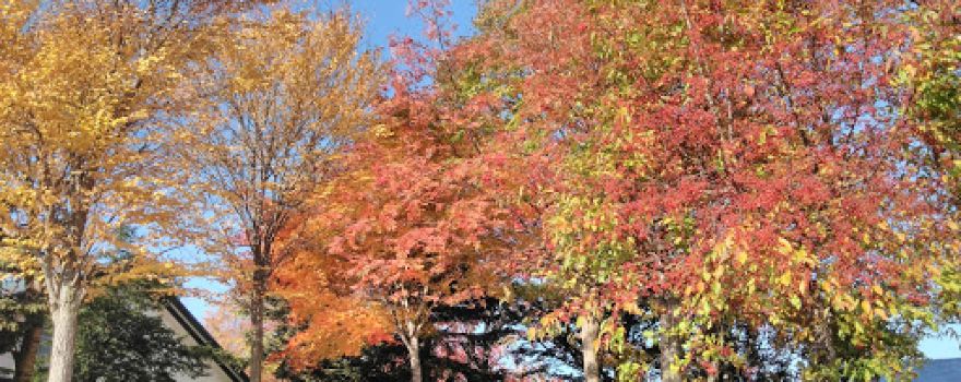 Furusato Park