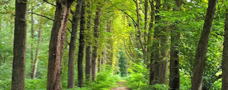 ingang Grotenhout