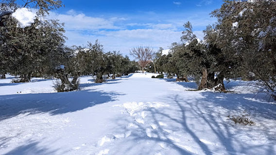 Olivar Park