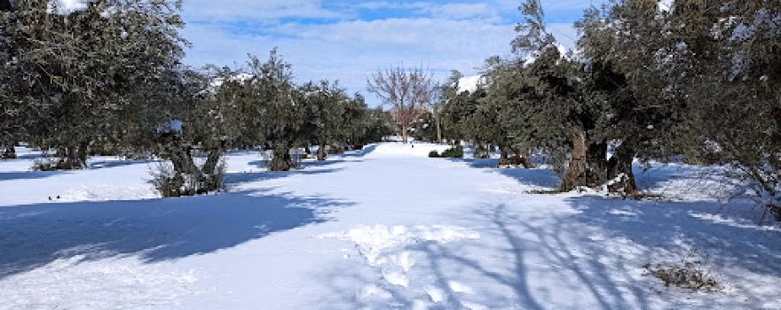 Olivar Park
