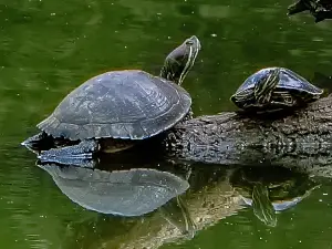 Réserve naturelle régionale de Cambounet-sur-le-Sor