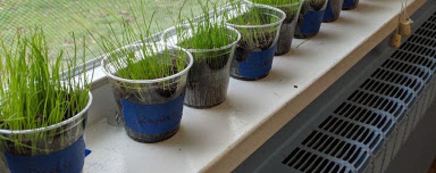 Super Sprouts Preschool