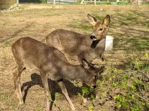 Dubăsari Zoo