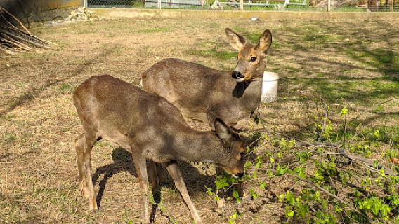 Dubăsari Zoo