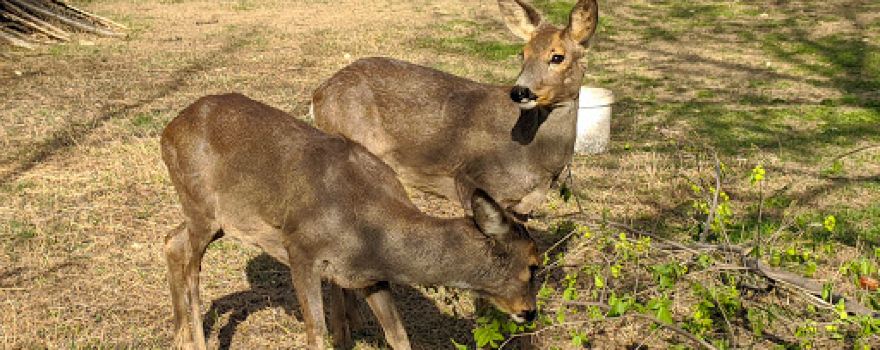 Dubăsari Zoo