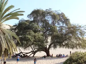 Huacachina Oasis