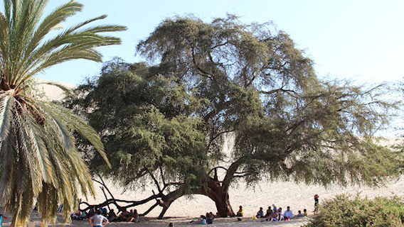 Huacachina Oasis