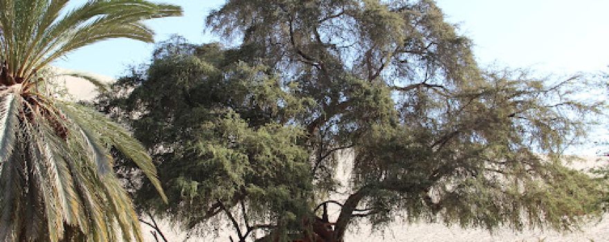 Huacachina Oasis