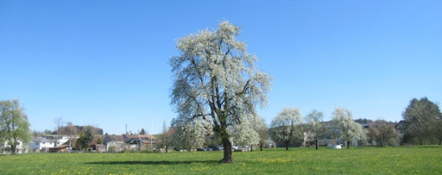 Schwabenweg (Jakobsweg)