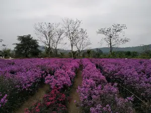 Nông Trại Ánh Dương