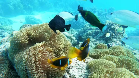 Tohora Bora Bora Snorkeling Lagoon Tours & Whale Watching