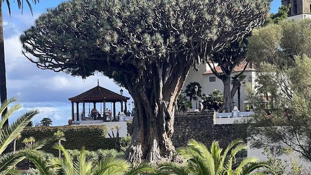 Drago de Icod de los Vinos