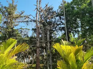 Botanical Garden UFJF