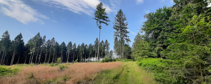 Duinger Wald