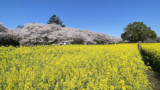 Satte Gongendo Sakura Tsutsumi (No. 4 Park)