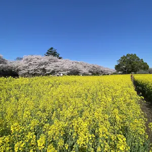 幸手権現堂桜堤（4号公園）