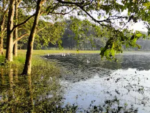 Haiderpur Wetland