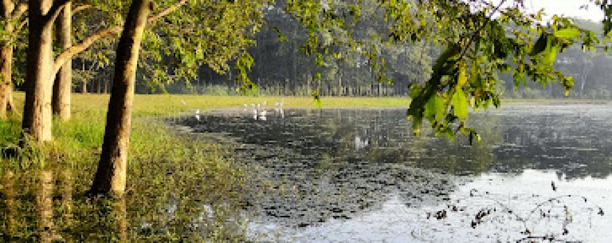 Haiderpur Wetland