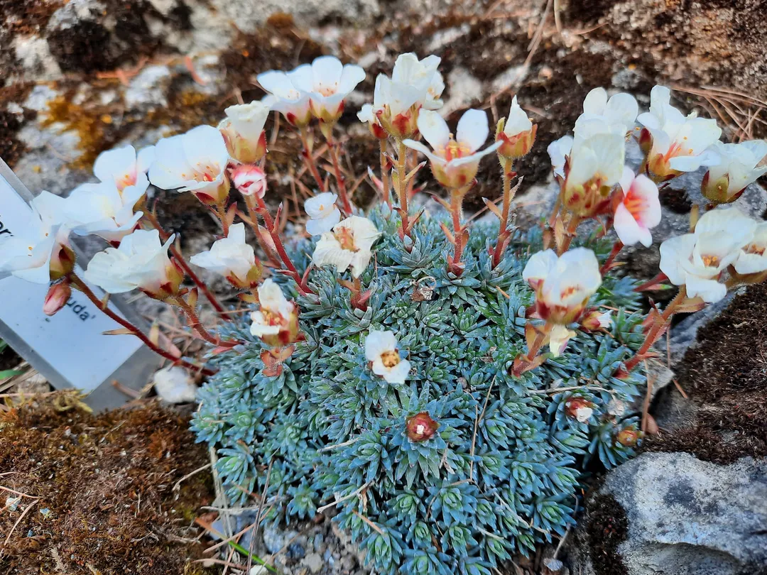 4_Botanical Garden of the University of Tartu