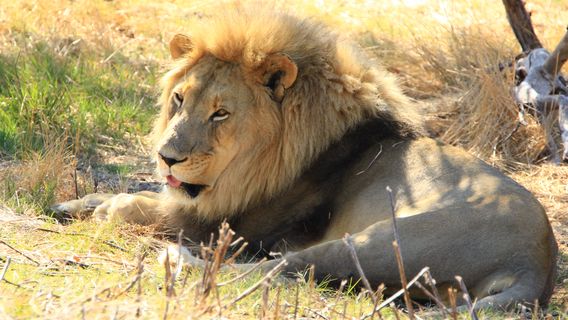 Drakenstein Lion Park