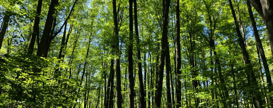 Rattlesnake Point Conservation Area (Reservations Required)