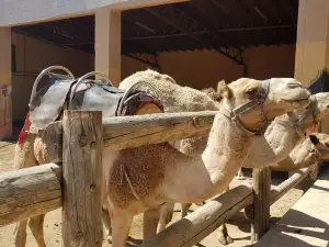 Camel Park