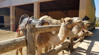 Camel Park
