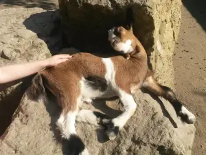 Wittenberg Zoo