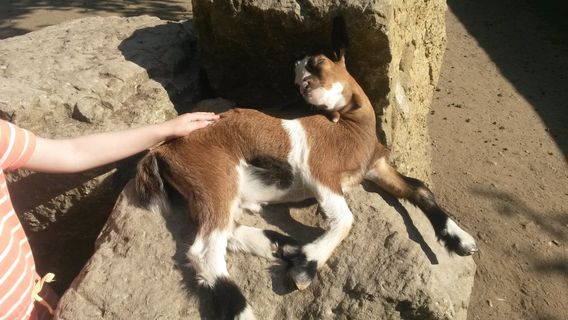 Wittenberg Zoo
