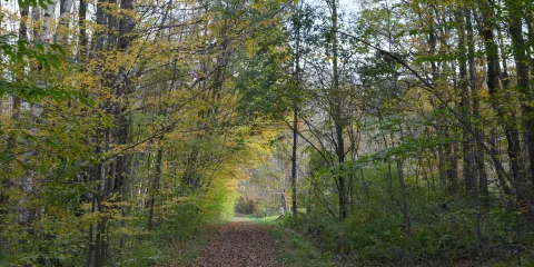 Hopkin's Memorial Forest