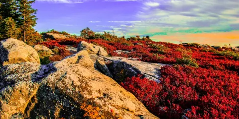 Dolly Sods Wilderness Area