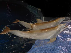 조지아 수족관