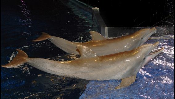 佐治亞水族館+可口可樂博物館+亞特蘭大動物園-中文包車一日遊
