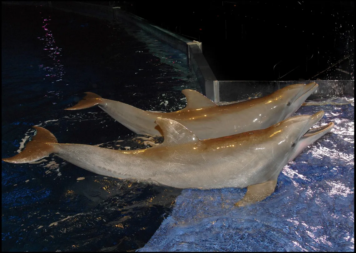 3_Georgia Aquarium