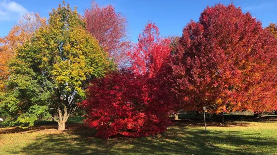 University of Wisconsin-Madison Arboretum