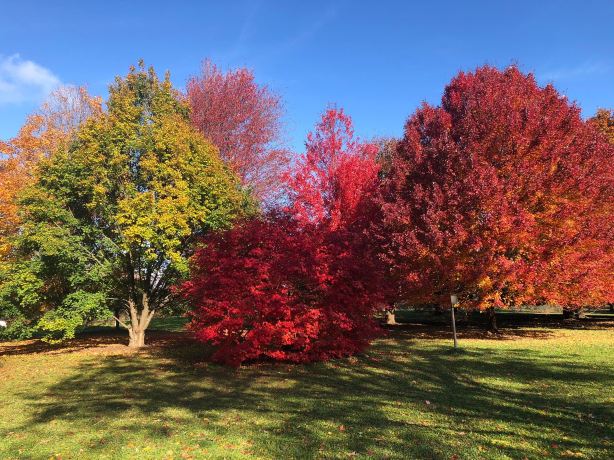 University of Wisconsin-Madison Arboretum