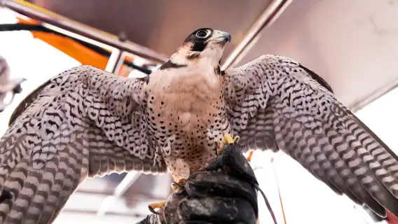 杜拜沙漠冒險熱氣球體驗半日遊觀賞沙漠日出免費茶或咖啡獵鷹表演
