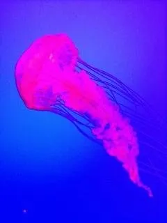 2_Scuba Ninjas Phuket